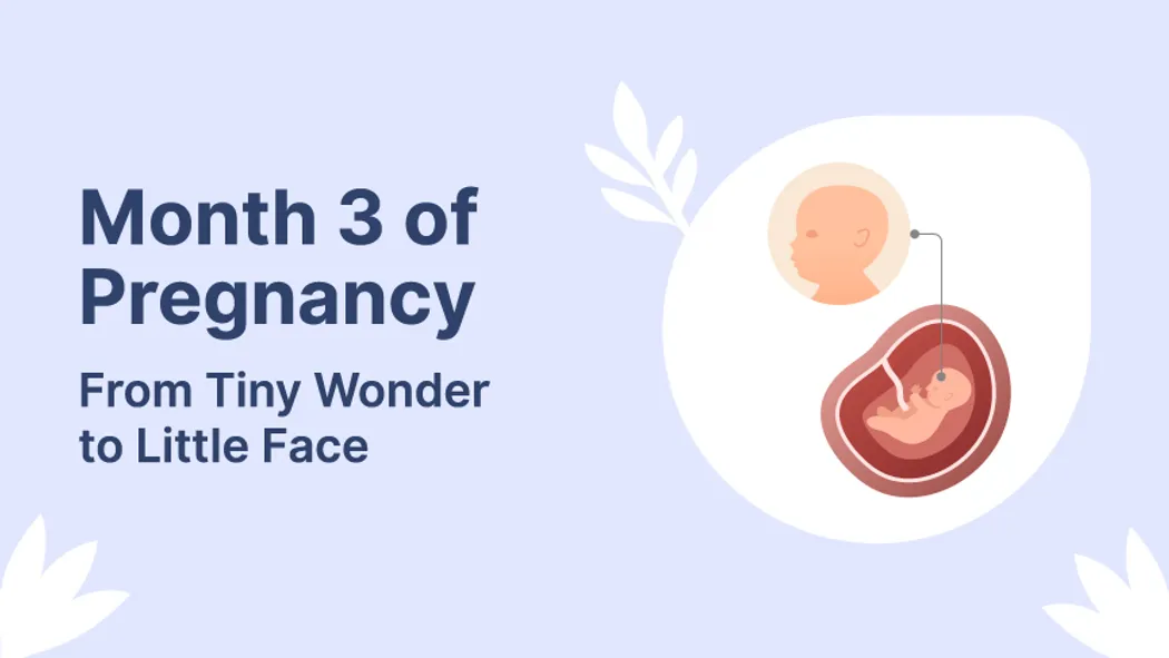 Month 3 of Pregnancy: From Tiny Wonder to Little Face