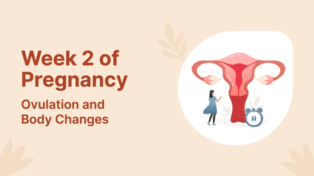 Week 2 of Pregnancy: Ovulation and Body Changes