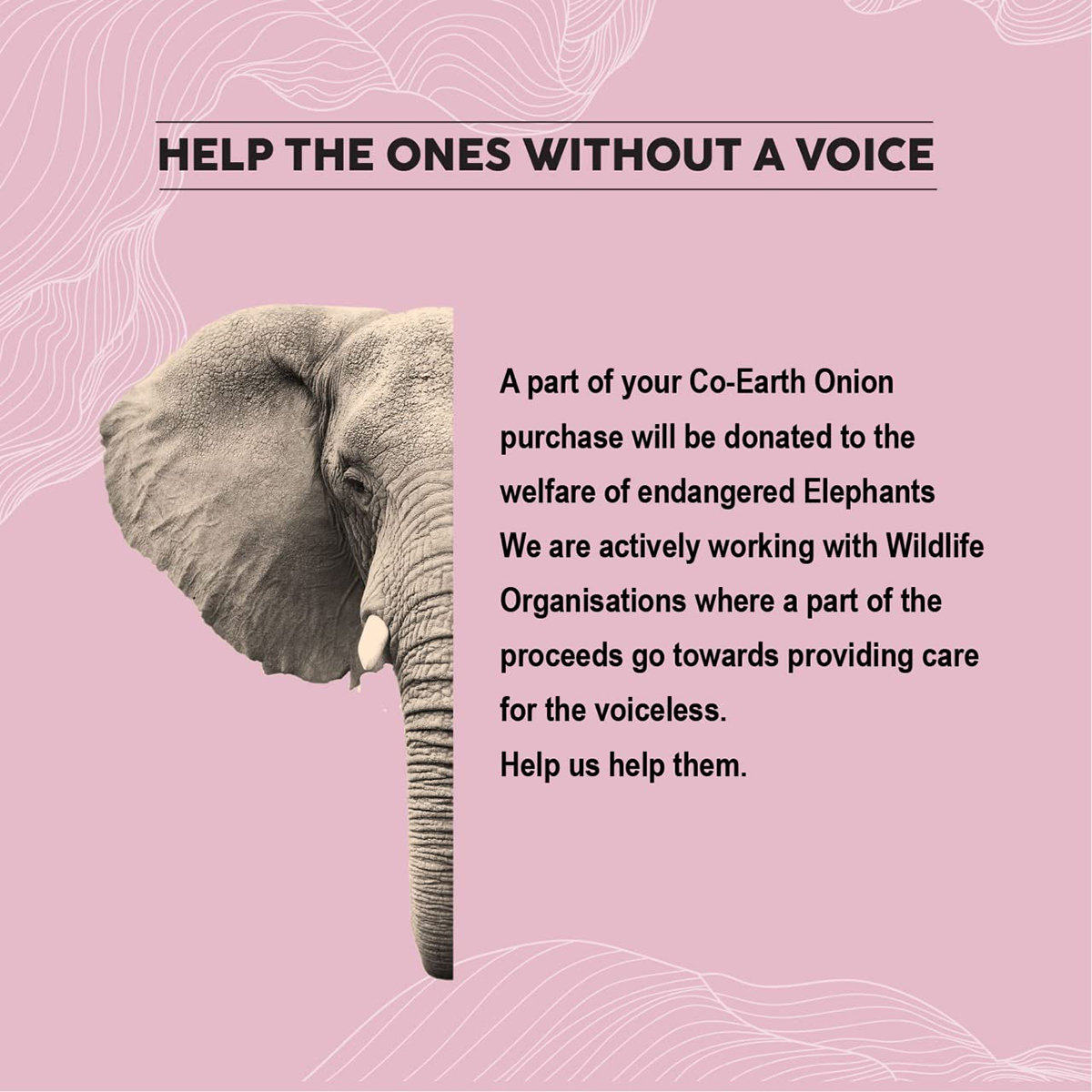 Colorbar Co-Earth Onion Hair Oil, 250 ml, Pack of 1 Colorbar Co-Earth Onion Hair Oil, 250 ml, Pack of 1