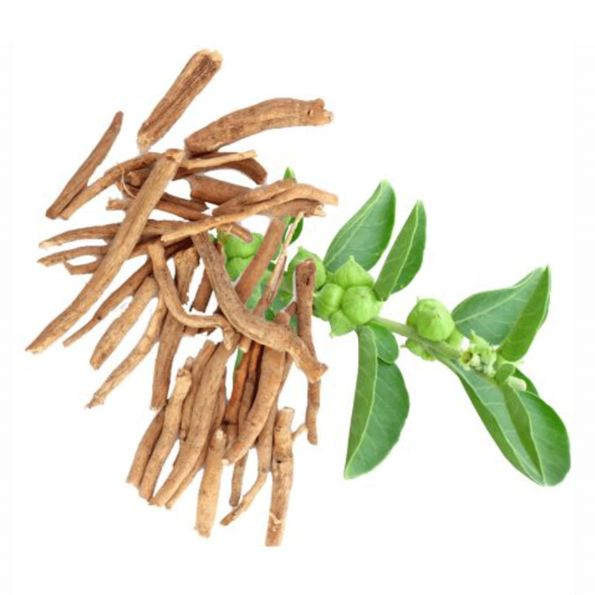 Patanjali Divya Ashwagandha Churna, 100 gm, Pack of 1 Patanjali Divya Ashwagandha Churna, 100 gm, Pack of 1