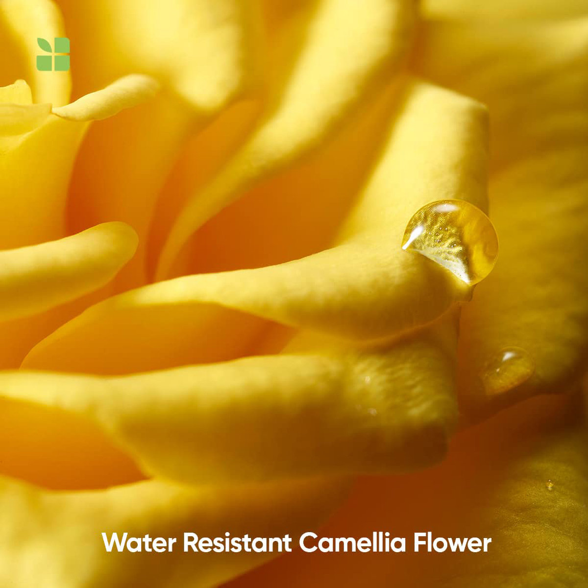 Biolage Smoothproof Camellia Conditioner, 98 gm, Pack of 1 Biolage Smoothproof Camellia Conditioner, 98 gm, Pack of 1