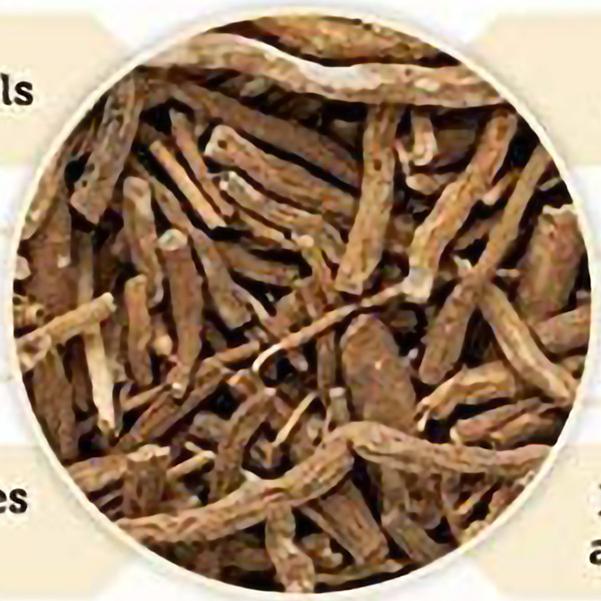 Dhootapapeshwar Ashvagandha, 60 Tablets, Pack of 1 Dhootapapeshwar Ashvagandha, 60 Tablets, Pack of 1