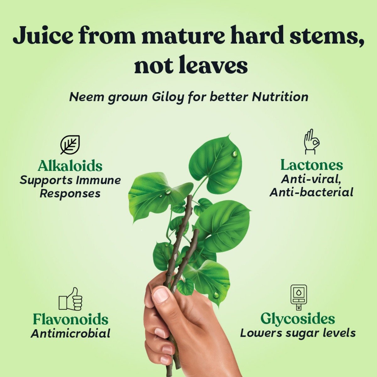 Kapiva Giloy Juice, 1 L, Pack of 1 Kapiva Giloy Juice, 1 L, Pack of 1