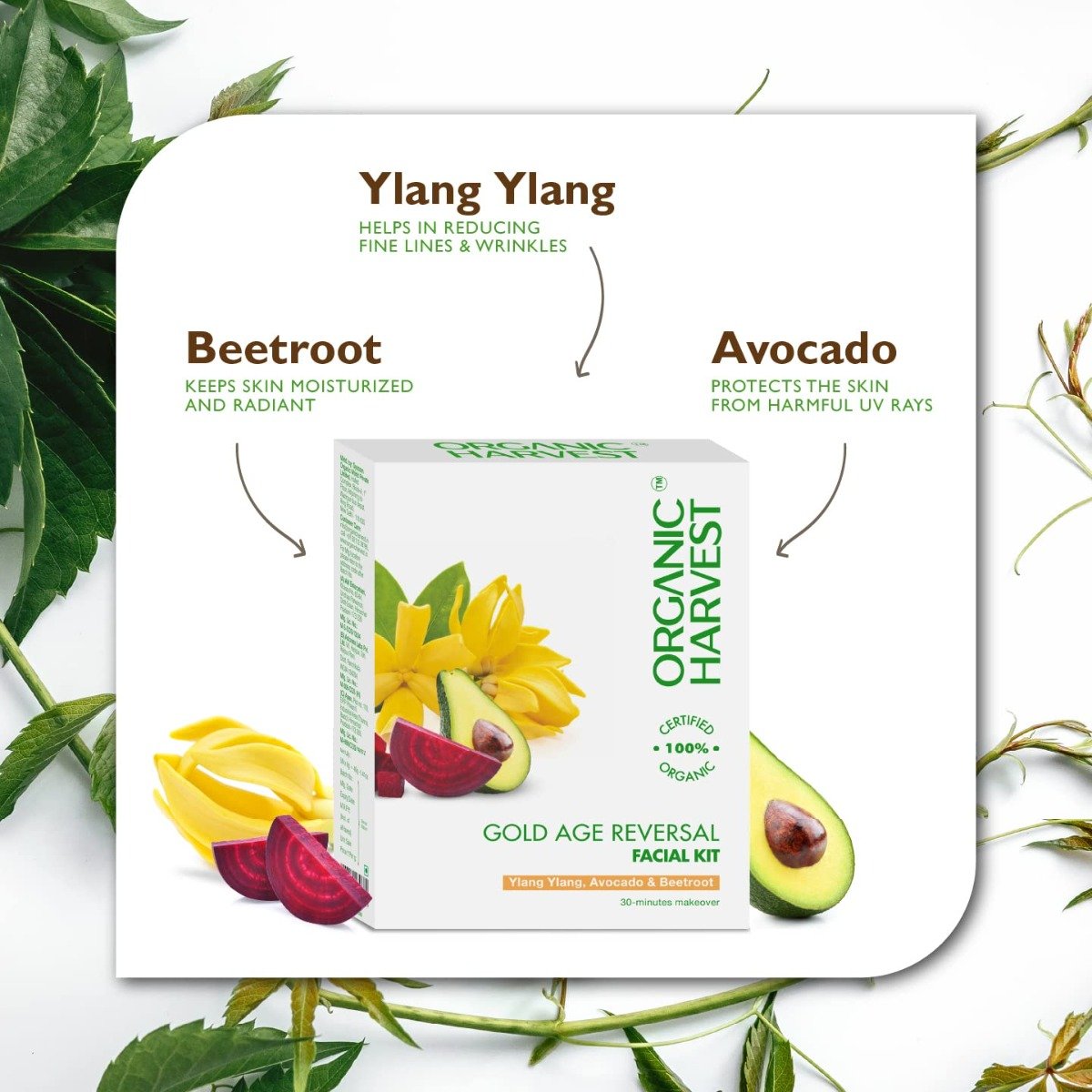 Organic Harvest Gold Age Reversal Facial Kit 1 Count| Ylang Ylang, Avacado & Beetroot | Fights Signs Of Aging | Keep Skin Hydrated & Nourished | Brightens Skin | 100% Certified Organic | For Men & Women | For All Skin Type, Pack of 1 Organic Harvest Gold Age Reversal Facial Kit 1 Count| Ylang Ylang, Avacado & Beetroot | Fights Signs Of Aging | Keep Skin Hydrated & Nourished | Brightens Skin | 100% Certified Organic | For Men & Women | For All Skin Type, Pack of 1
